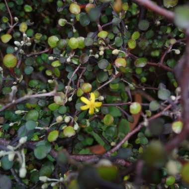 Corokia cotoneaster