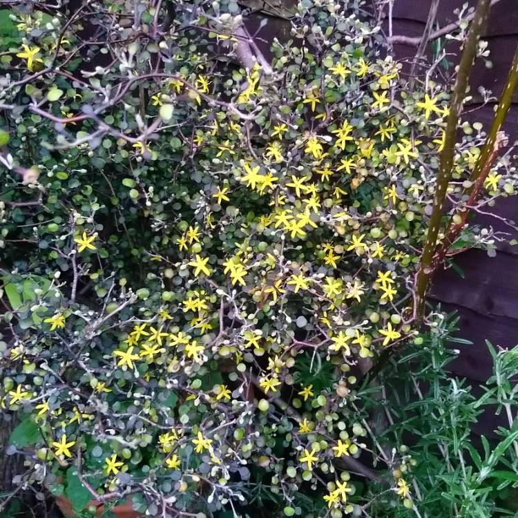 Plant image Corokia cotoneaster