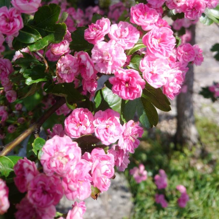 Plant image Crataegus x media 'Rubra Plena'