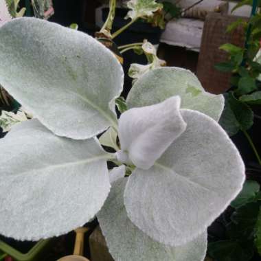 Senecio candicans 'Angel Wings'