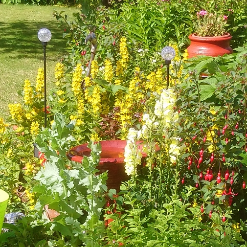 Plant image Lysimachia vulgaris