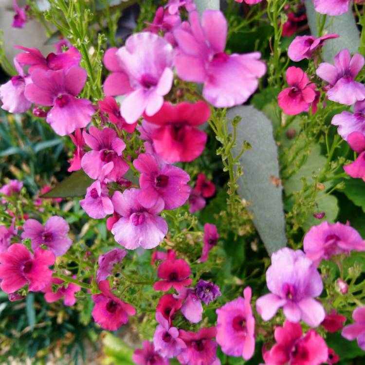 Plant image Nemesia 'Framboise'