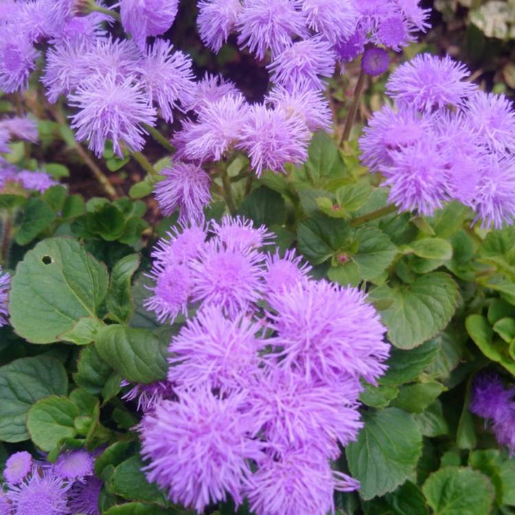 Plant image Ageratum houstonianum