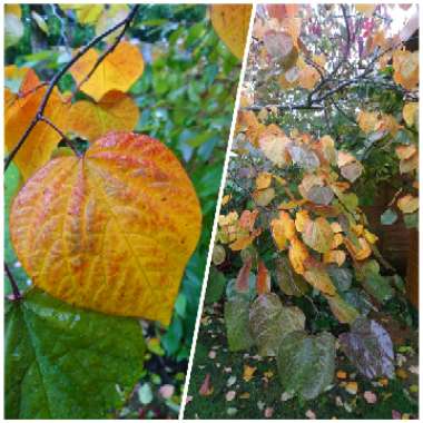 Cercis canadensis 'Forest Pansy' syn. Cercis canadensis 'Purple Leaf'