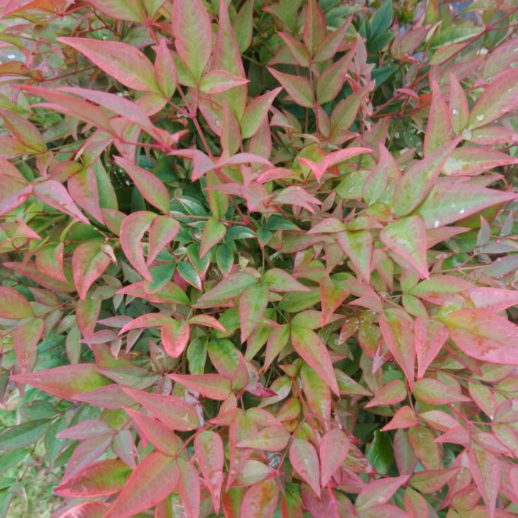 Plant image Nandina domestica 'Fire Power'