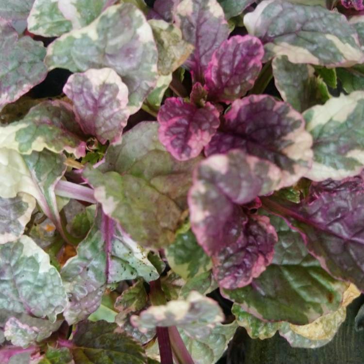 Plant image Ajuga reptans 'Burgundy Glow'