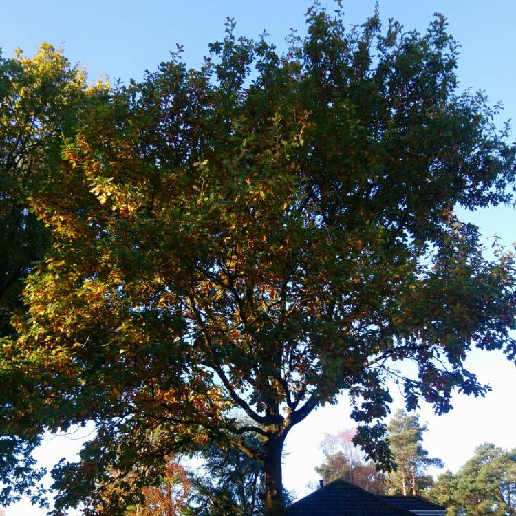 Plant image Quercus robur syn. Quercus pedunculata