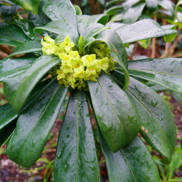 Plant image Daphne laureola subsp. philippi