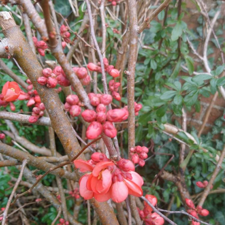 Plant image Chaenomeles