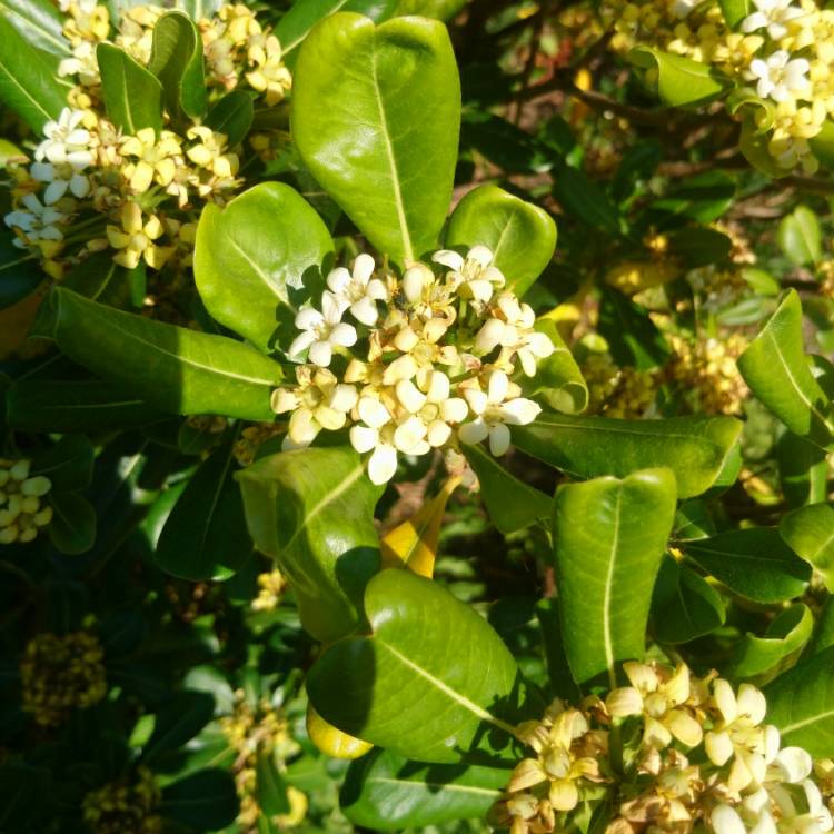 Plant image Pittosporum tobira