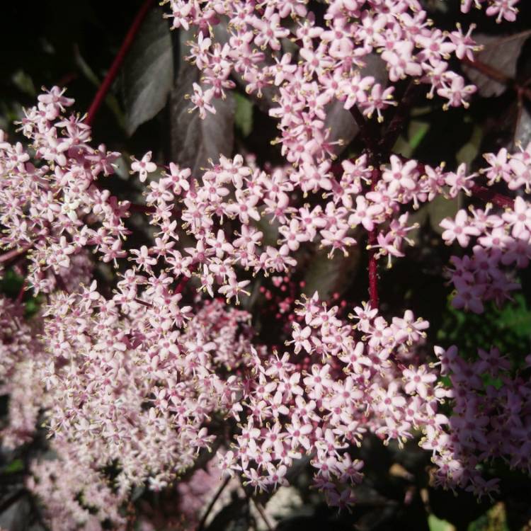 Plant image Sambucus nigra subsp. canadensis.