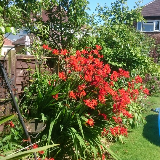 Crocosmia 'Lucifer'