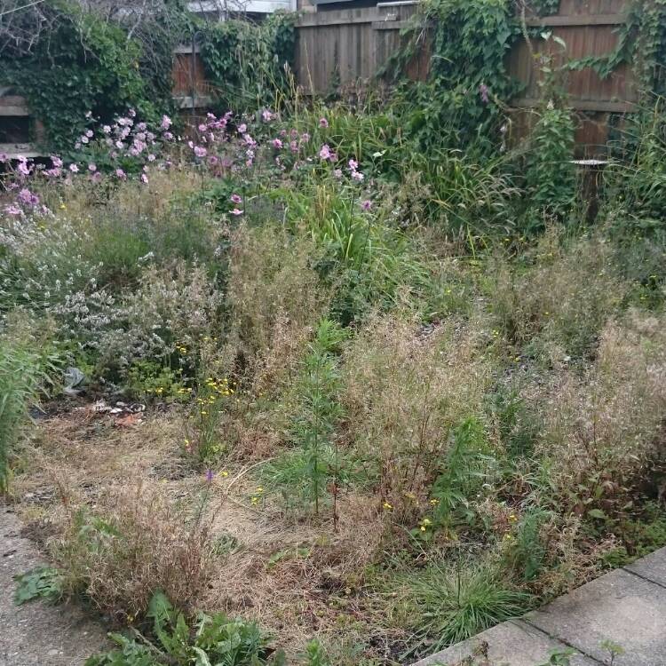 Plant image Epilobium hirsutum