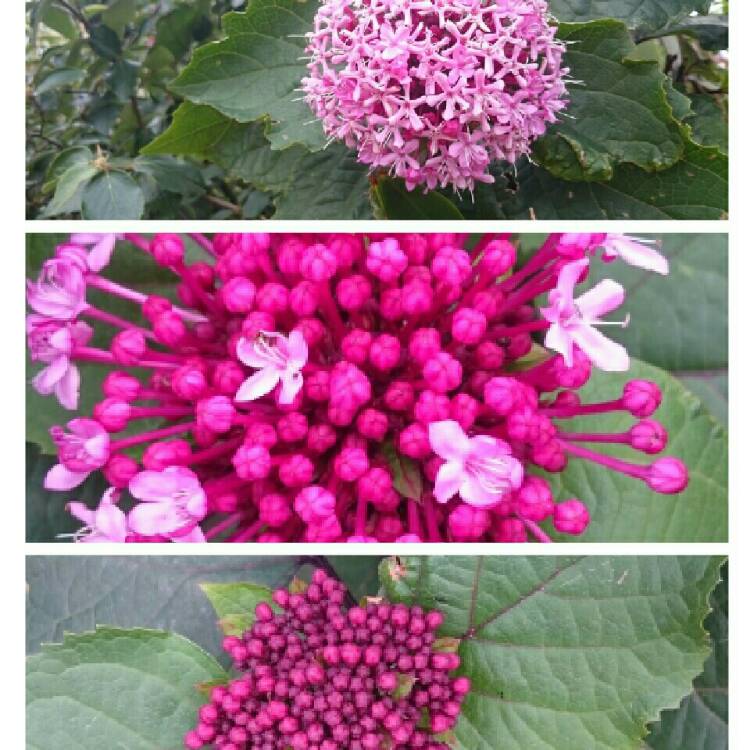 Plant image Clerodendrum bungei 'Pink Diamond'