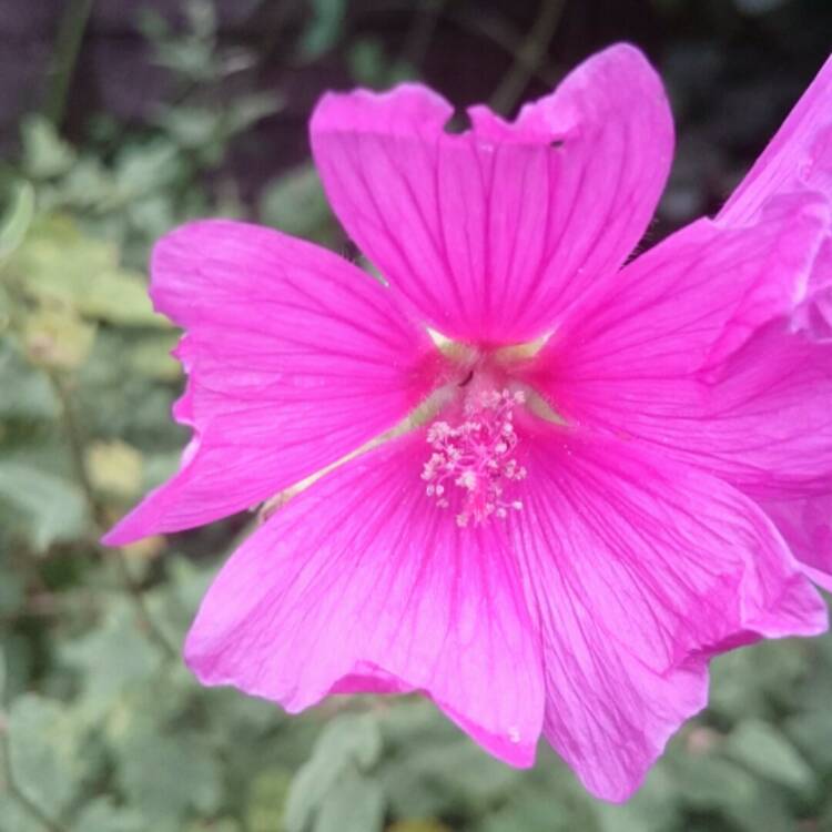 Plant image Lavatera x clementii 'Burgundy Wine'