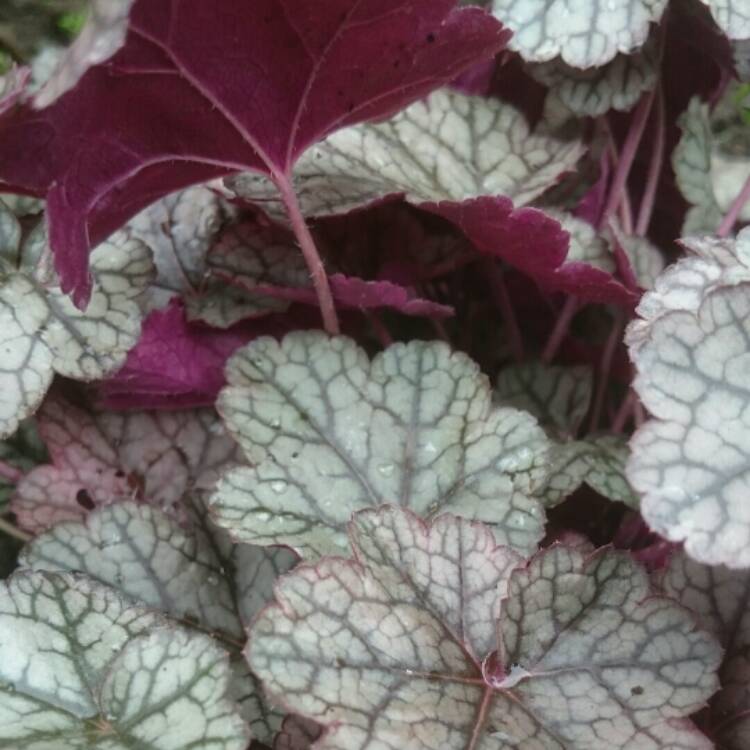 Plant image Heuchera 'Silver Scrolls'