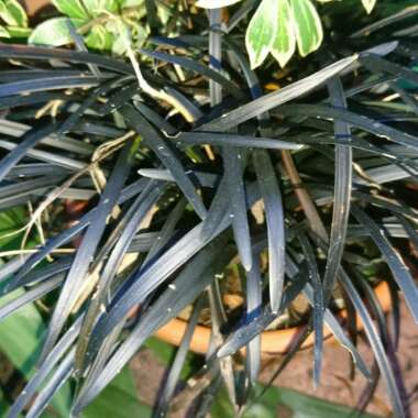 Ophiopogon planiscapus 'Kokuryu' syn. Ophiopogon planiscapus 'Nigrescens', Ophiopogon planiscapus 'Black Dragon', Ophiopogon planiscapus 'Nigra'