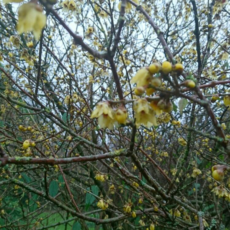 Plant image Chimonanthus Praecox