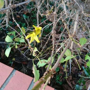 Forsythia x intermedia