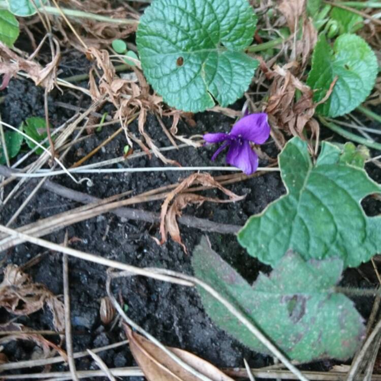 Plant image Viola riviniana 'Purpurea'