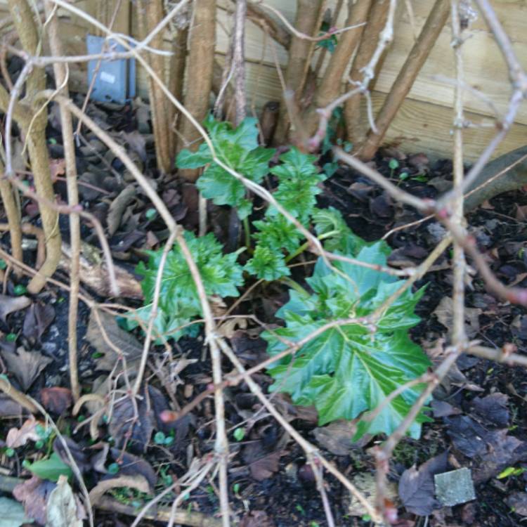 Plant image Acanthus mollis