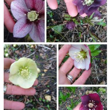 Helleborus