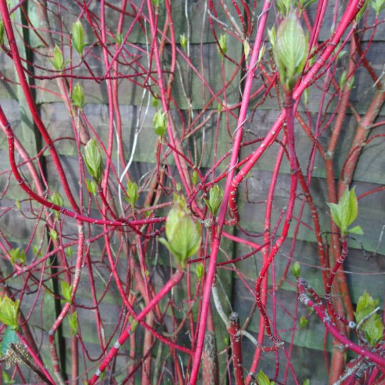 Plant image Cornus alba 'Sibirica'