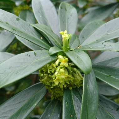 Daphne laureola subsp. philippi