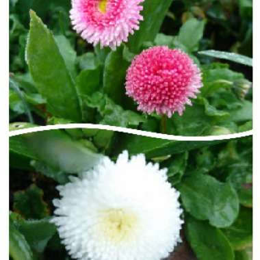 Bellis Perennis