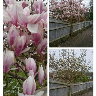 Magnolia x soulangeana