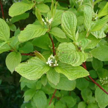 Cornus alba 'Sibirica'