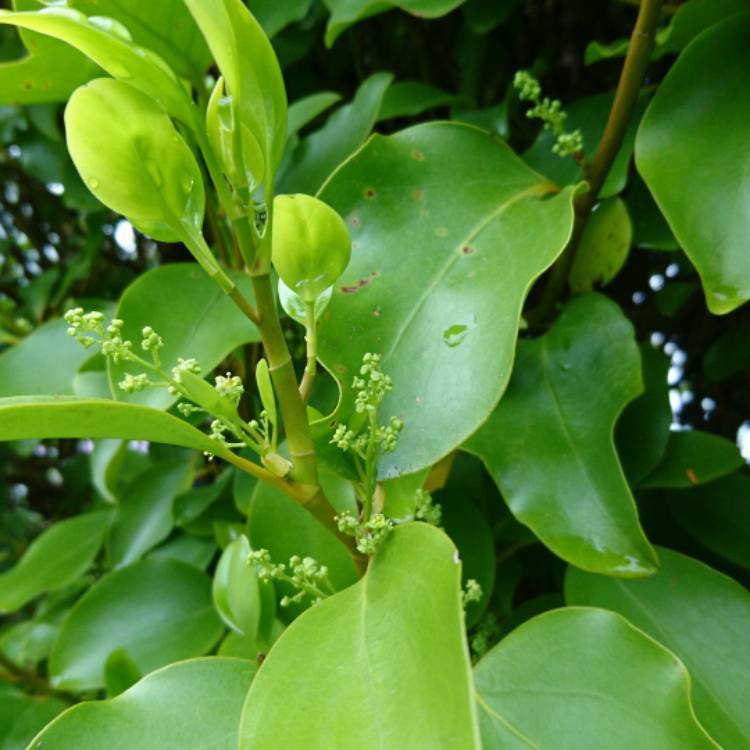 Plant image Griselinia littoralis