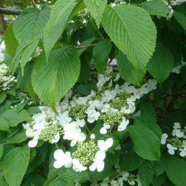 Viburnum plicatum f. tomentosum 'Mariesii' syn. Viburnum mariesii