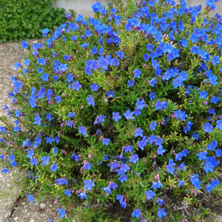 Plant image Lithodora Diffusa 'Compact Blue'