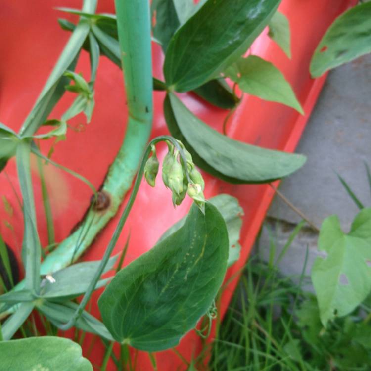 Plant image Lathyrus grandiflorus