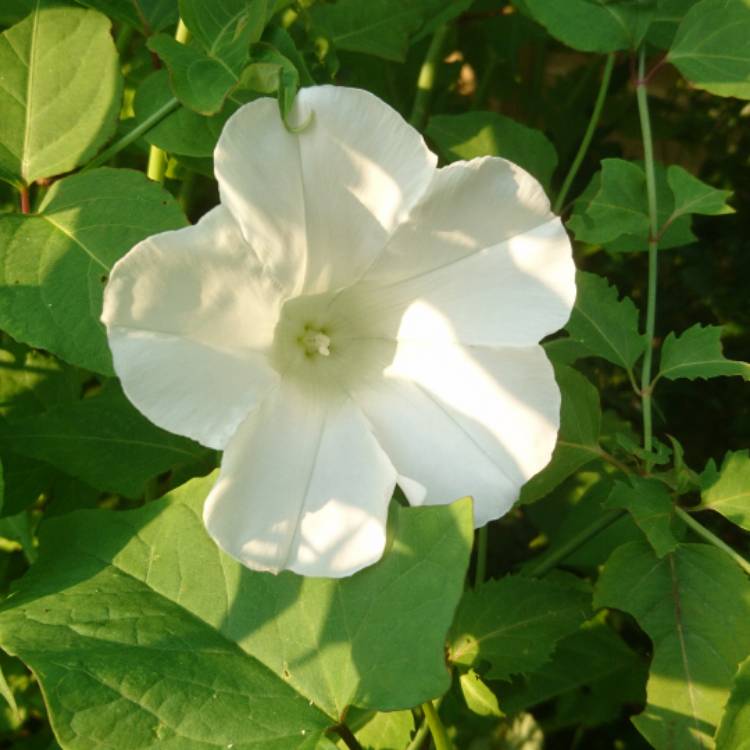 Plant image Calystegia sepium