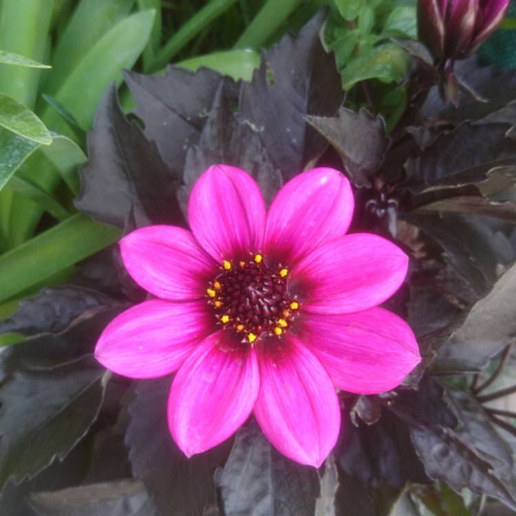 Plant image Dahlia 'Hdpu165' (Happy Days Series) syn. Dahlia 'Happy Days Purple'