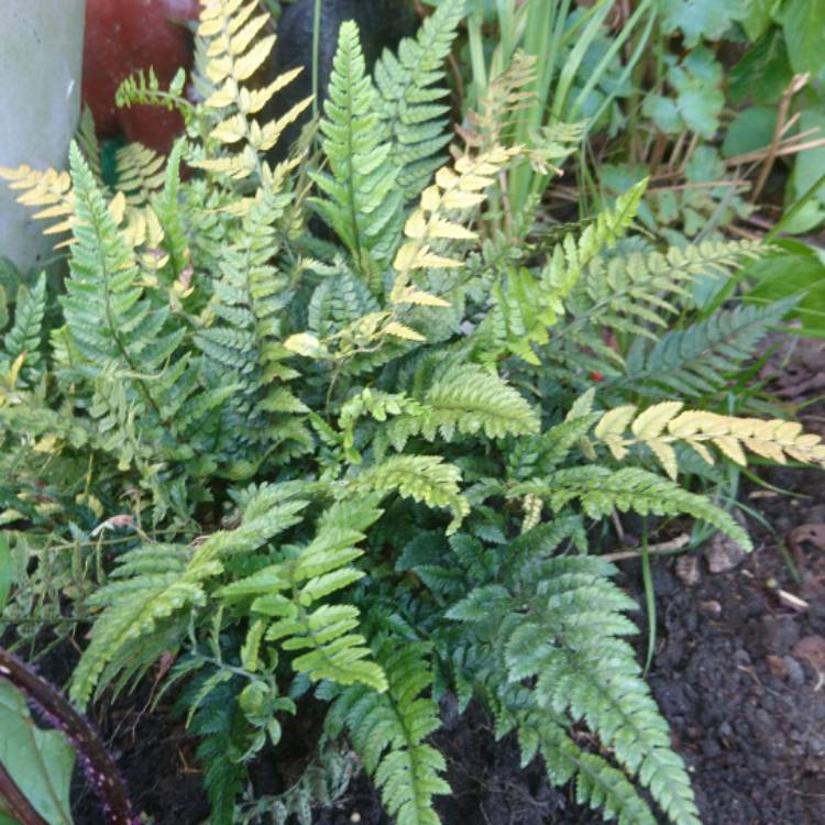 Plant image Polystichum Tsussimense syn. Aspidium tsussimense