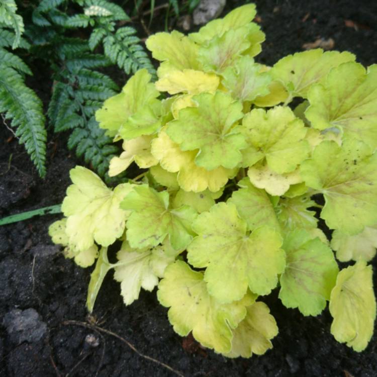 Plant image Heuchera 'Delta Dawn'