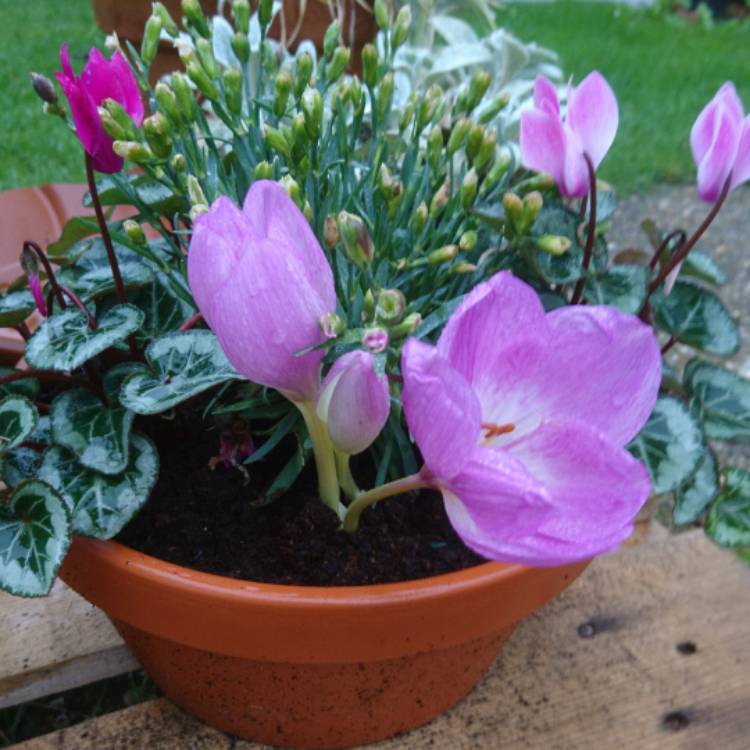 Plant image Colchicum speciosum