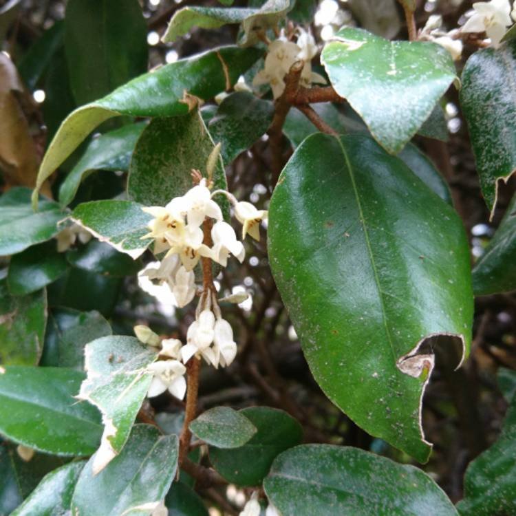 Plant image Elaeagnus x submacrophylla  syn. Elaeagnus x ebbingei