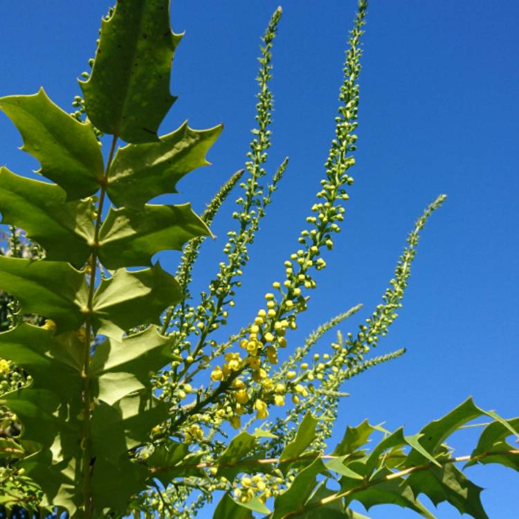 Plant image Mahonia