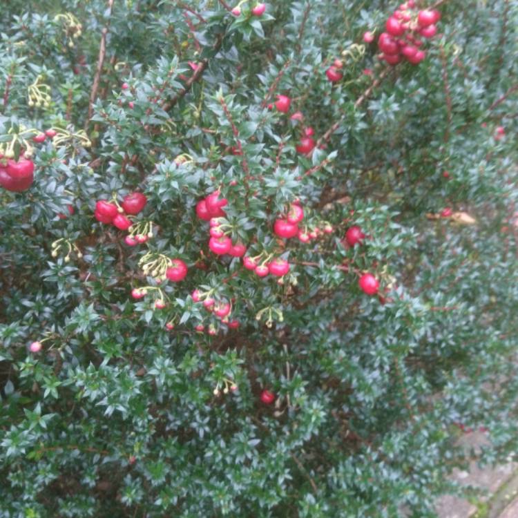 Plant image Pernettya Mucronata