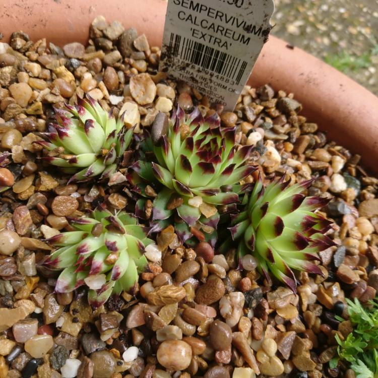 Plant image Sempervivum Calcareum Extra