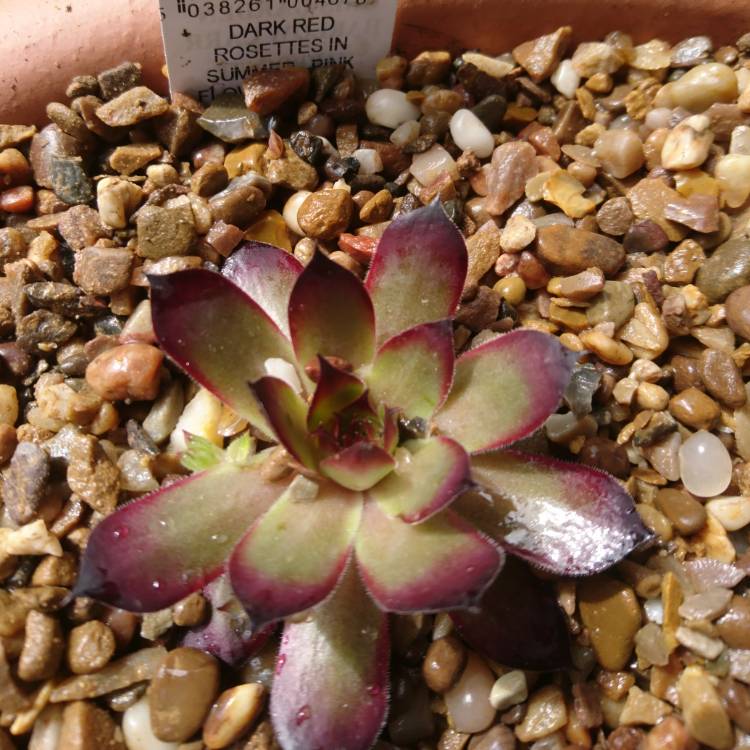 Plant image Sempervivum Dark Beauty