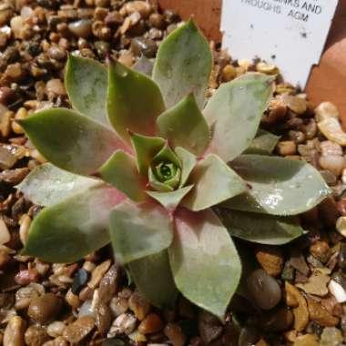 Sempervivum Lilac Time