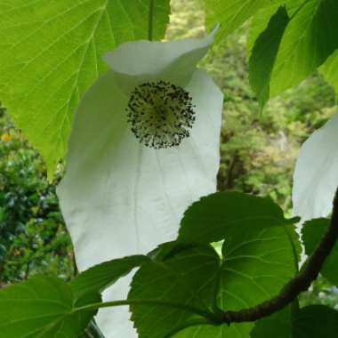 Davidia Involucrata