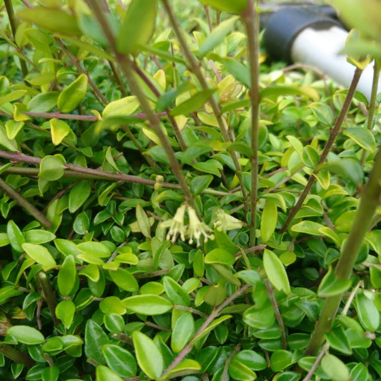 Plant image Lonicera ligustrina var. yunnanensis 'Baggesen's Gold' syn. Lonicera nitida 'Baggesens Gold'