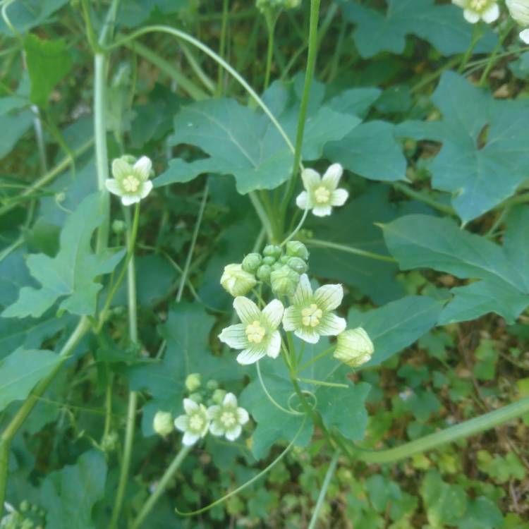 Plant image Humulus lupulus