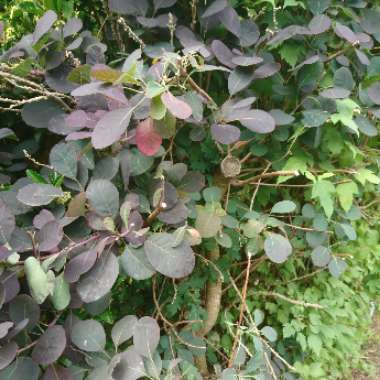 Cotinus 'Grace'